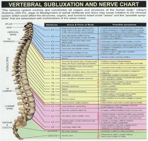 Cervical Spinal Nerve Diagram Information | Subluxation, Chiropractic ...