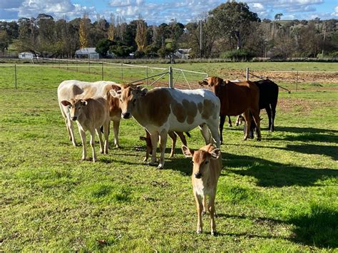 Banteng Cattle — Kinloch Equine