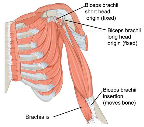 Muscles of the upper arm | Human Anatomy and Physiology Lab (BSB 141) | | Course Hero