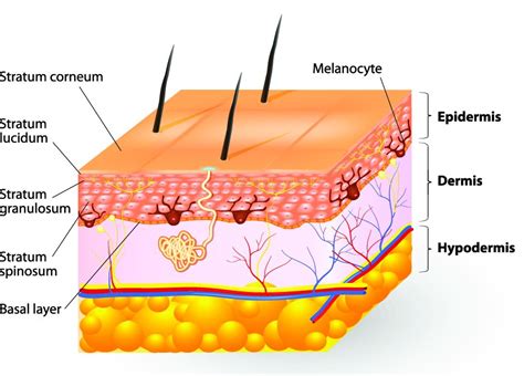 How Vesiderm Yolk Lecithin Liposomes gives you healthy skin? - Vesiderm