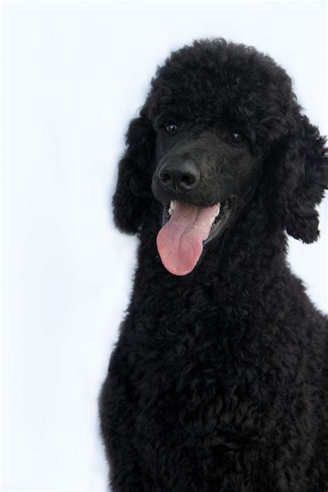 The Black Poodle Thread - Poodle Forum - Standard Poodle, Toy Poodle ...