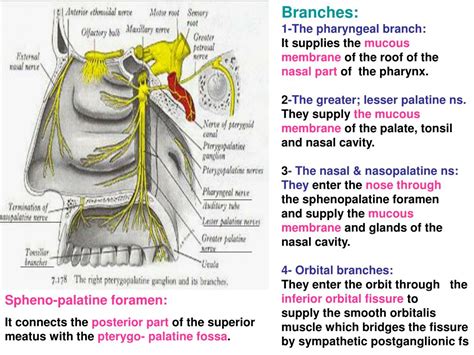 PPT - Pterygopalatine Ganglion PowerPoint Presentation, free download - ID:1701516