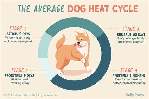 Everything you need to know about a dog s heat cycle – Artofit