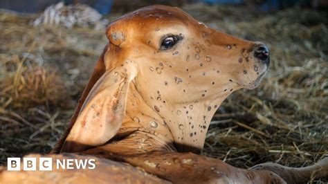 Lumpy skin disease: Cattle farmers in Gujarat, Rajasthan reel under ...