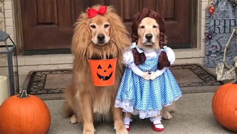 Dogs dressed as Dorothy and the Cowardly Lion from 'The Wizard of Oz' go viral