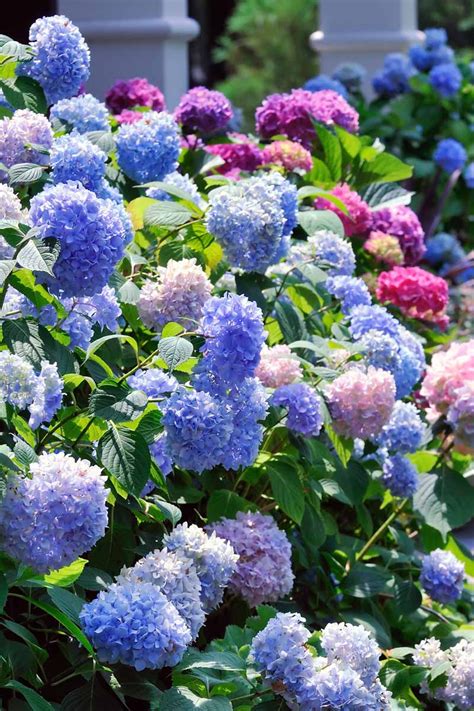 25 Best Hydrangea Varieties for Your Landscaping Guide