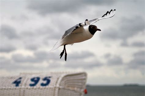 Gull Flight Flying Beach - Free photo on Pixabay - Pixabay