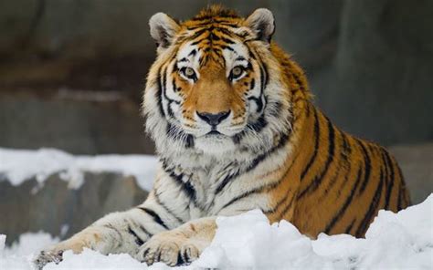 Harimau Siberia atau Harimau Amur ; Si Langka Pemangsa Beruang Coklat ...