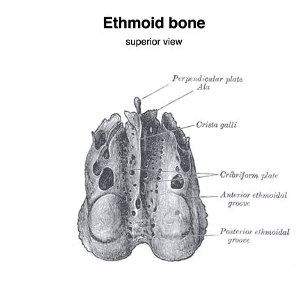 Ethmoid Bone Labeled Nasal Septum