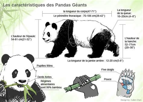 Description physique et Caractéristique du panda géant - Voyages Chine | Oso panda, Panda, Panda ...