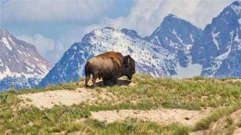 What Is Bison Meat? Nutrition, Benefits, & More