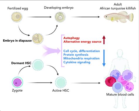 Diapause and dormancy. Some species can arrest embryonal development to ...