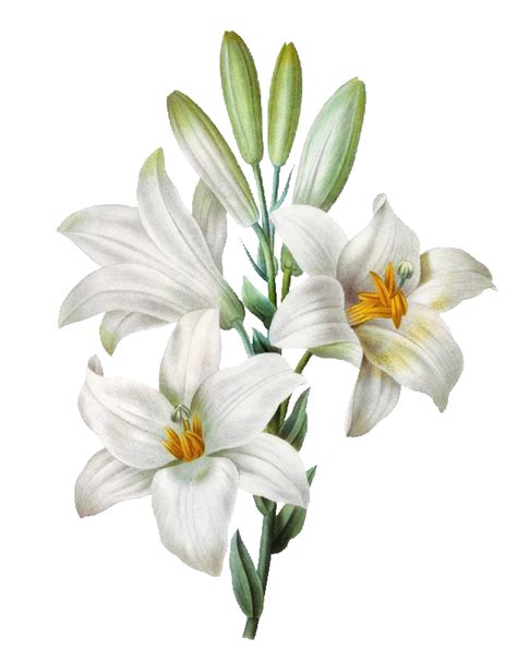 Flower Painting Watercolor Madonna Lily Easter Transparent HQ PNG Download | FreePNGImg
