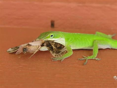 What do Lizards Eat? - Smore Science Magazine