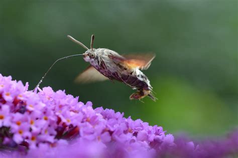 Hummingbird Moth: Nature's Tiny Pollinating Marvel