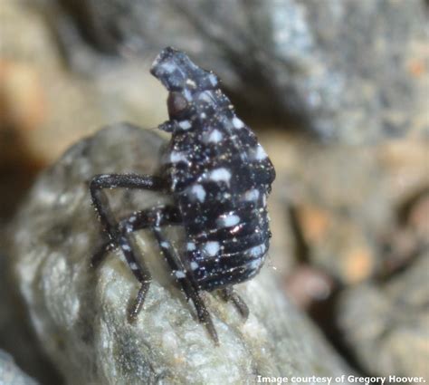 Landscape: Spotted Lanternfly | Center for Agriculture, Food, and the Environment at UMass Amherst