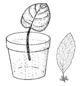 Plant Propagation by Leaf, Cane, and Root Cuttings | NC State Extension Publications