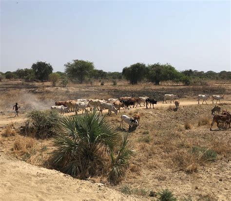 Event: Climate Change, Food Insecurity and Conflict in South Sudan | SIPRI