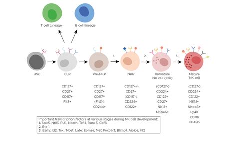 Natural Killer Cells and Their Role in Immunity - European Medical Journal