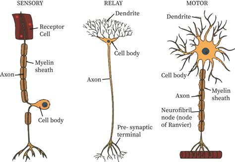 Neuron Structure | bartleby