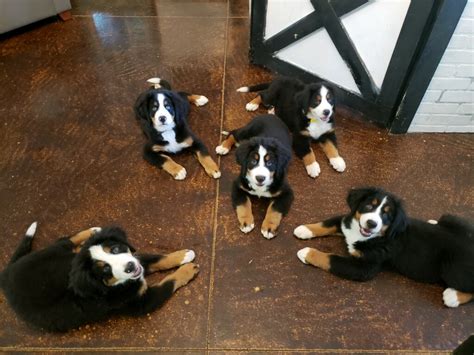 Available Trained Bernese Mountain Dog Puppies - Training Canines