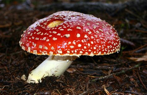 Red Mushroom Free Photo Download | FreeImages