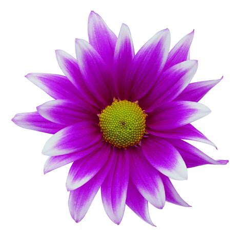 misc flower png
