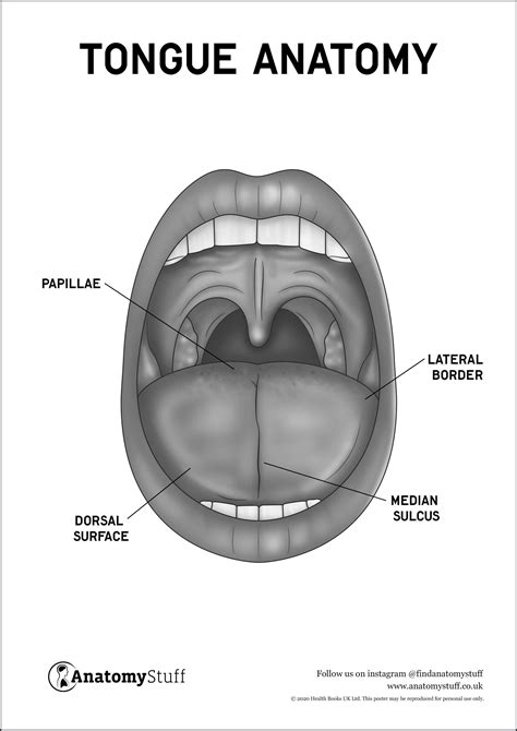 Tongue Anatomy Poster PDF