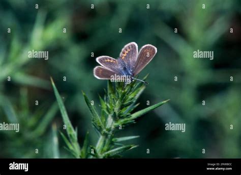 Butterfly, butterfly conservation in the UK/United Kingdom Stock Photo - Alamy