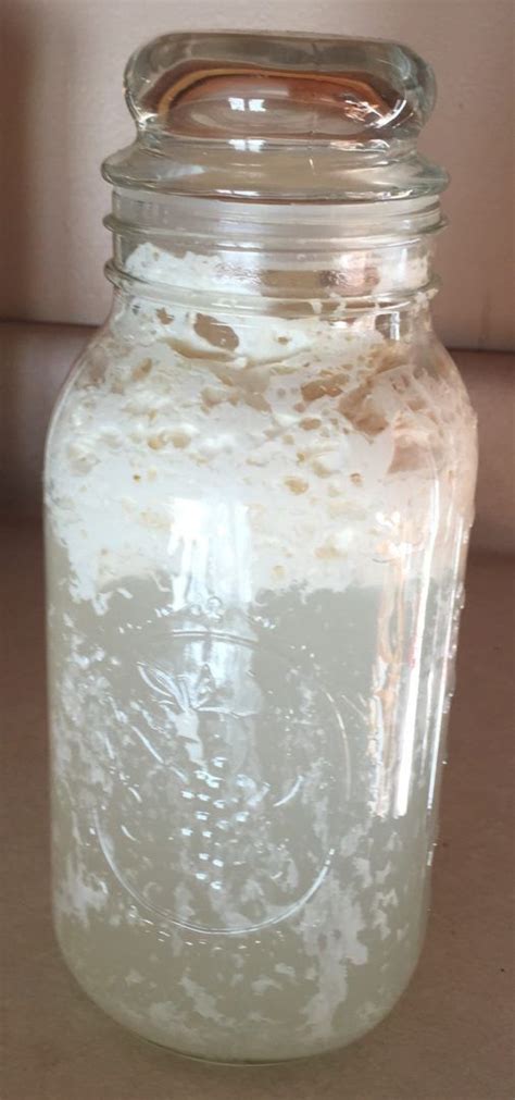 HOW TO MAKE AND USE YOUR OWN LACTOBACILLUS CULTURE | Lactobacillus, Beneficial bacteria ...