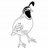 California Quail 13 Coloring Page For Kids  Free Quails Printable sketch template