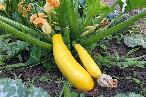 Guide to Growing Squash | The Family Handyman