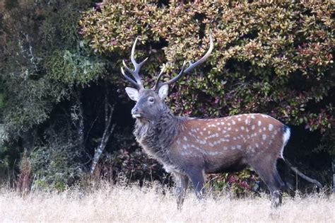 Sika Deer Facts, Habitat, Diet, Pictures