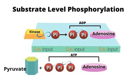 ATP Synthesis Pathway | Substrate Level Phosphorylation | Mechanism of Chemiosmosis