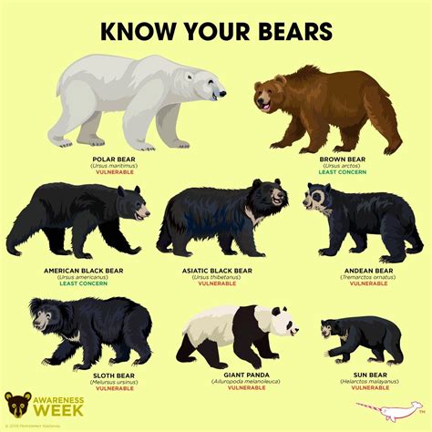 types of bears - Google Search | Bear, Animals wild, Animal facts