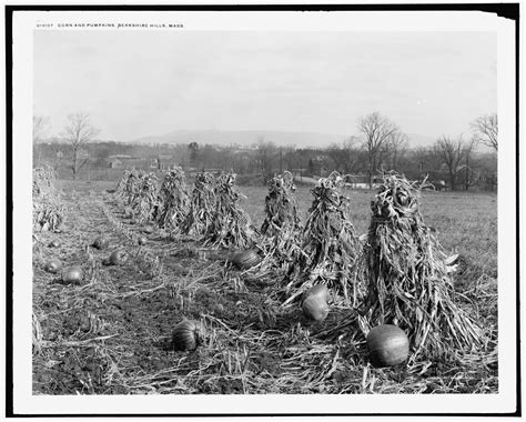 Vintage Ephemera: Photograph, cornstalks and pumpkins