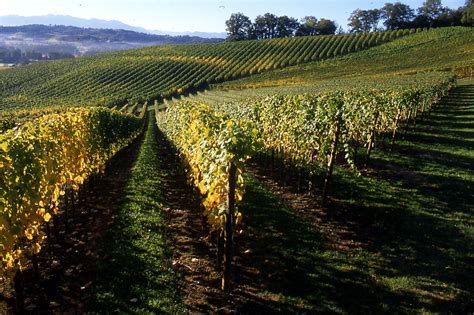 Typical vineyard of Jurancon Aoc, Domaine, Farmland, Vineyard, France ...