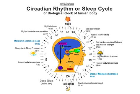 How to Biohack Sleep Cycle, Learn impact on immunity, Weight and Mind ...