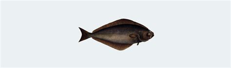 Atlantic halibut (Hippoglossus hippoglossus) - Faroe Islands Seafood