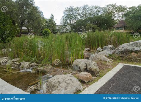 Retention Pond with Water Plants in City Park in Kuching, Malaysia, Ecology, Gardening ...