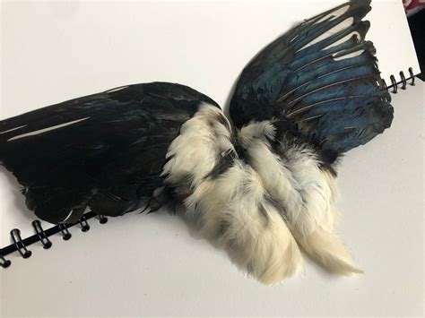 Magpie Wings Pair Preserved and Dried | Etsy