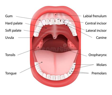 Pin on Mouth anatomy