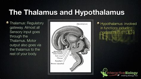 Thalamus and Hypothalamus - AniyaqoPark