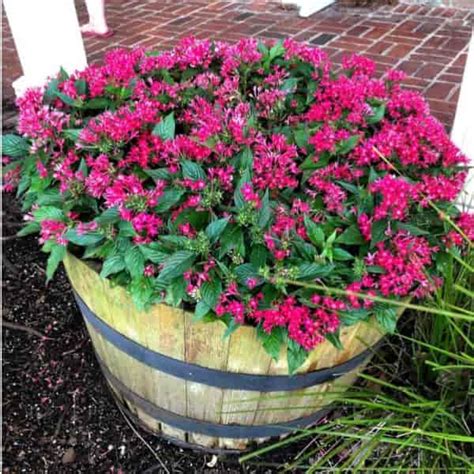 Pentas Plant: How To Care For Pentas Flower