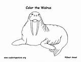 Walrus Coloring Page sketch template