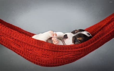 Puppy Sleeping Wallpapers on WallpaperDog