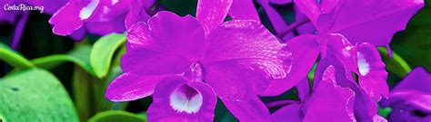 Guaria Morada - The National Flower of Costa Rica