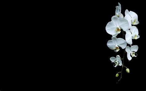 HD wallpaper: Flowers, White background, Eustoma | Wallpaper Flare