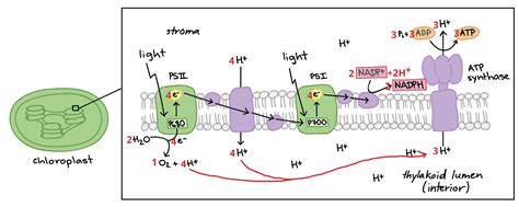 homework - In plant photosynthesis, in the light dependent reactions ...