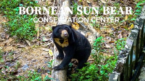 Bornean Sun Bear Conservation Centre (BSBCC) , Sepilok, Sabah, Malaysia ...